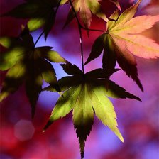 Схема вышивки «Листья»