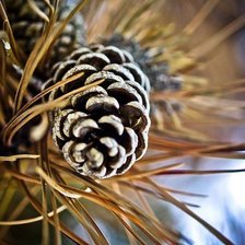 Схема вышивки «Шишка»