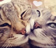 Схема вышивки «животные»