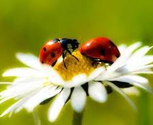 божая коровка