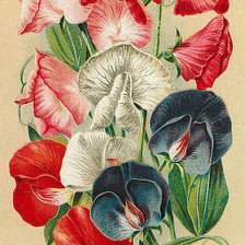 душистый горошек