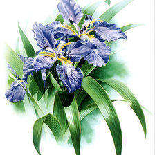 Схема вышивки «Ириски»