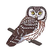 Схема вышивки «Сова»