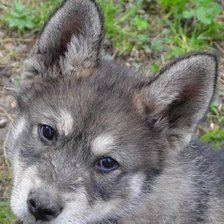 Схема вышивки «маламутик»