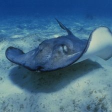 Схема вышивки «Скат»