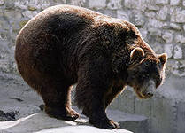 Схема вышивки «медведь»