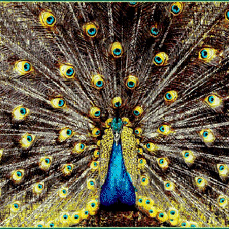 Павлин - павлин, изящность, птица, красота - предпросмотр