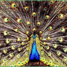 Схема вышивки «Павлин»