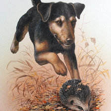 Схема вышивки «Колючий дружок»