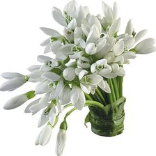 ПІДСНІЖНИКИ