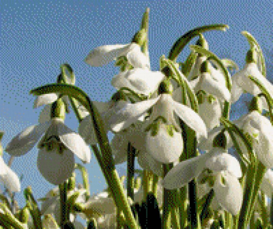 ПІДСНІЖНИКИ - квіти - предпросмотр