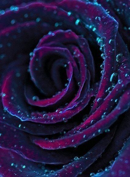 роза - оригинал