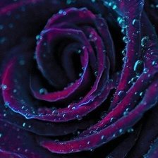 Схема вышивки «роза»