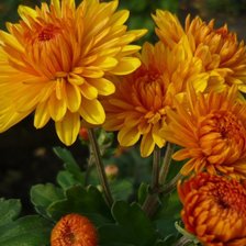 Схема вышивки «хризантемы»