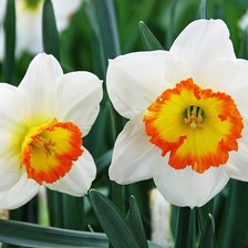 Схема вышивки «нарциссы»