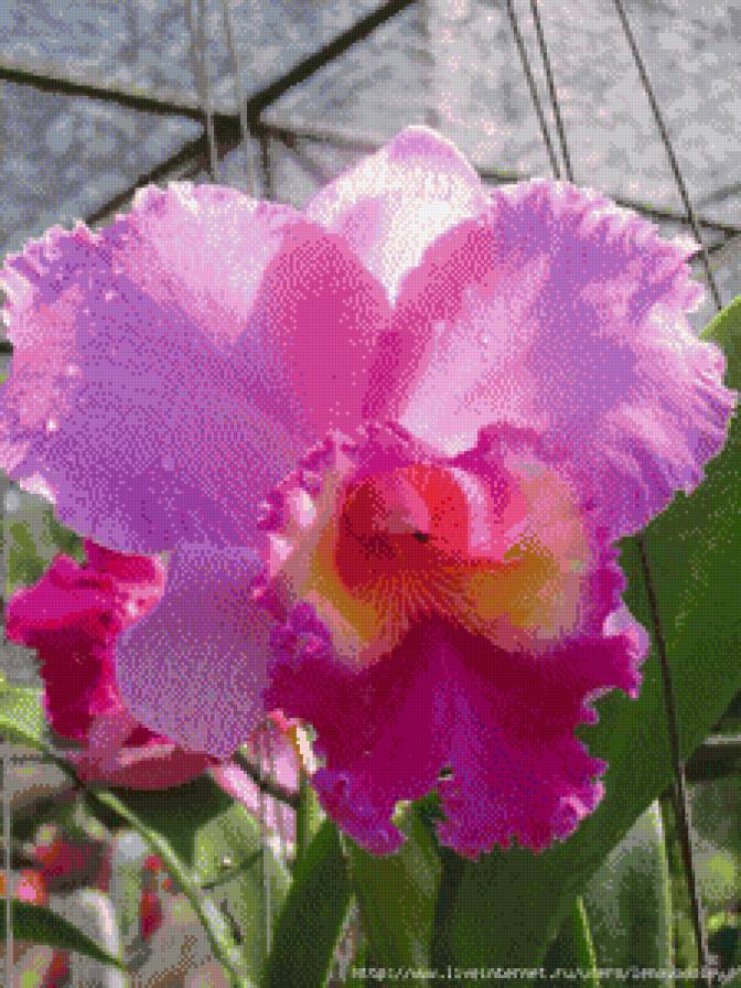 орхидеи - цветы.орхидеи - предпросмотр