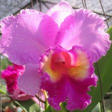 Схема вышивки «орхидеи»