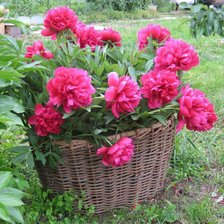 Схема вышивки «пионы»