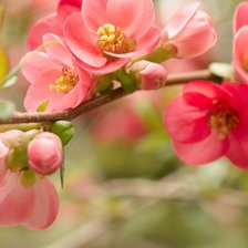 Схема вышивки «цветы персика»