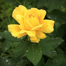 Схема вышивки «роза»