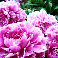 Схема вышивки «№626802»