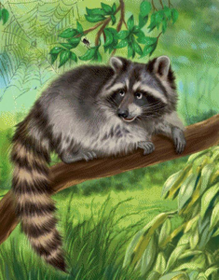 Енот - животные - предпросмотр