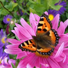 Схема вышивки «бабочка»