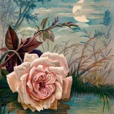 лунная роза