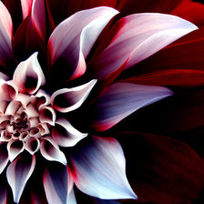 Схема вышивки «роза»