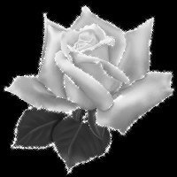 Схема вышивки «Роза»