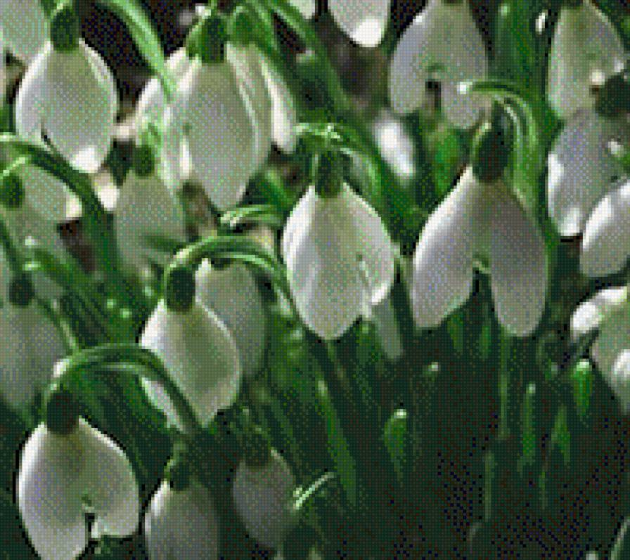 Подснежники - зима цветы снег подснежники - предпросмотр