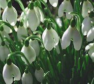 Подснежники