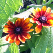 Схема вышивки «цветы»