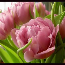 Схема вышивки «№627236»