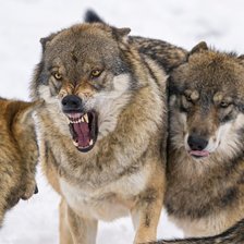 Схема вышивки «Стая»