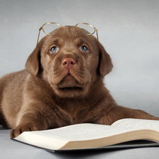 Схема вышивки «Ученый пес»