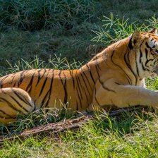 Схема вышивки «№627478»