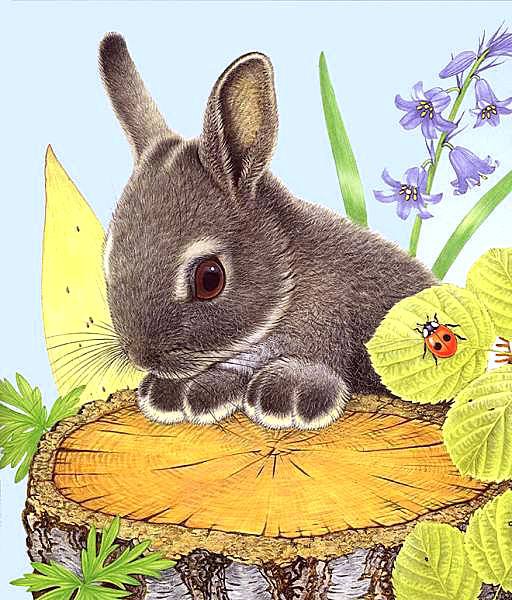Зайчик - животные - оригинал