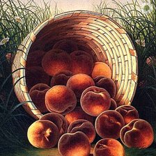 Схема вышивки «Персики»