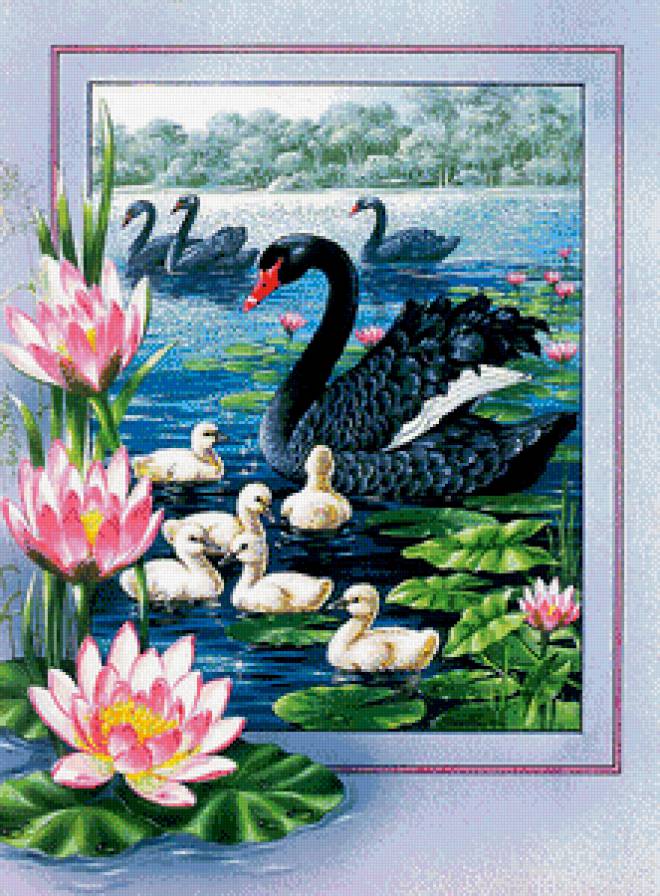 Лебеди - лотосы, озеро, лебеди - предпросмотр