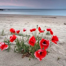 Схема вышивки «маки на берегу»