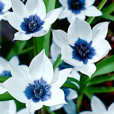 Схема вышивки «серия "цветы"»