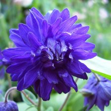 Схема вышивки «серия "цветы"»