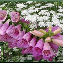 Схема вышивки «серия "цветы"»