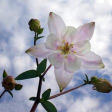 Схема вышивки «серия "цветы"»