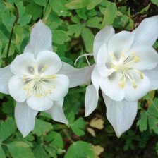 Схема вышивки «серия "цветы"»