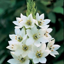 Схема вышивки «серия "цветы"»