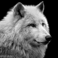 Из цикла монохром..