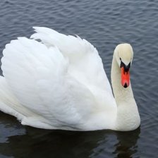 Схема вышивки «Нежность.»