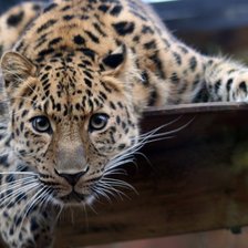 Схема вышивки «Кошка»